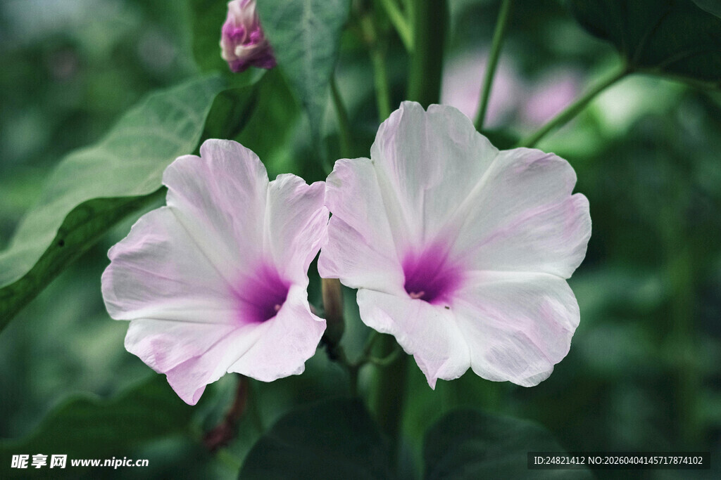 两朵绽放的粉色牵牛花