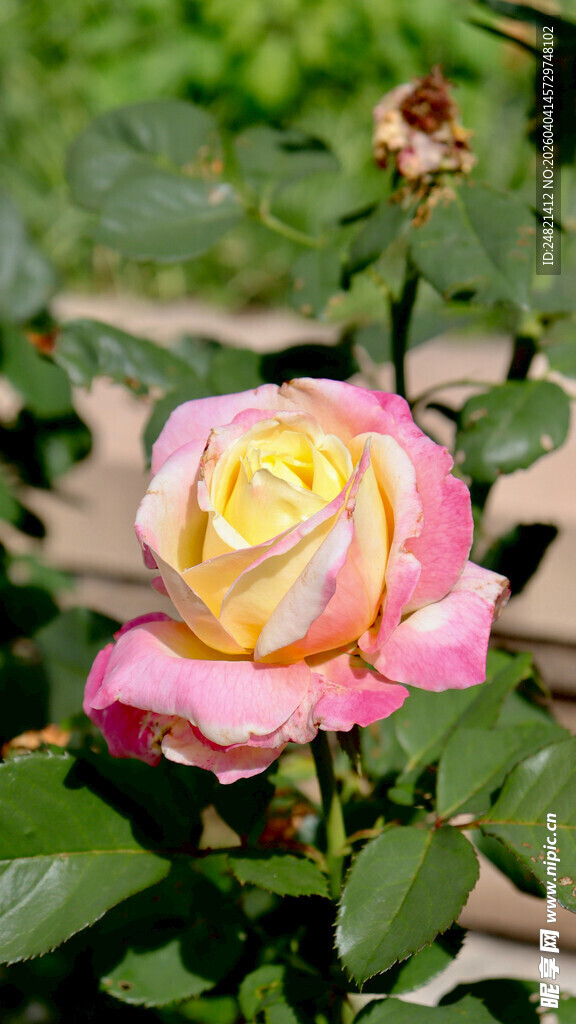 娇艳双色玫瑰绽放