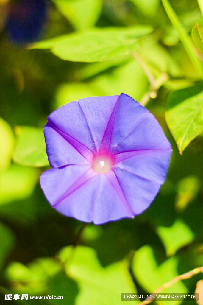 蓝紫色牵牛花特写