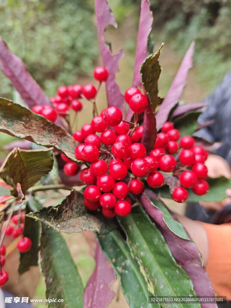 红果绿叶植物特写