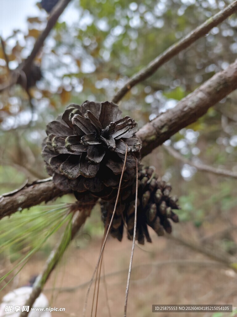 树枝上的松果