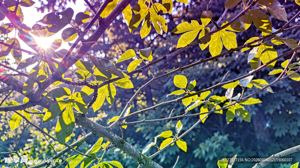 阳光洒落金黄树叶美景