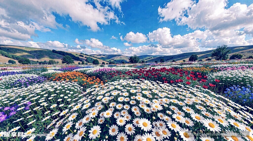 五彩斑斓的花海景观