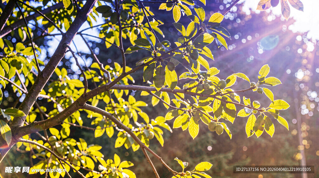阳光洒落林间嫩绿树叶