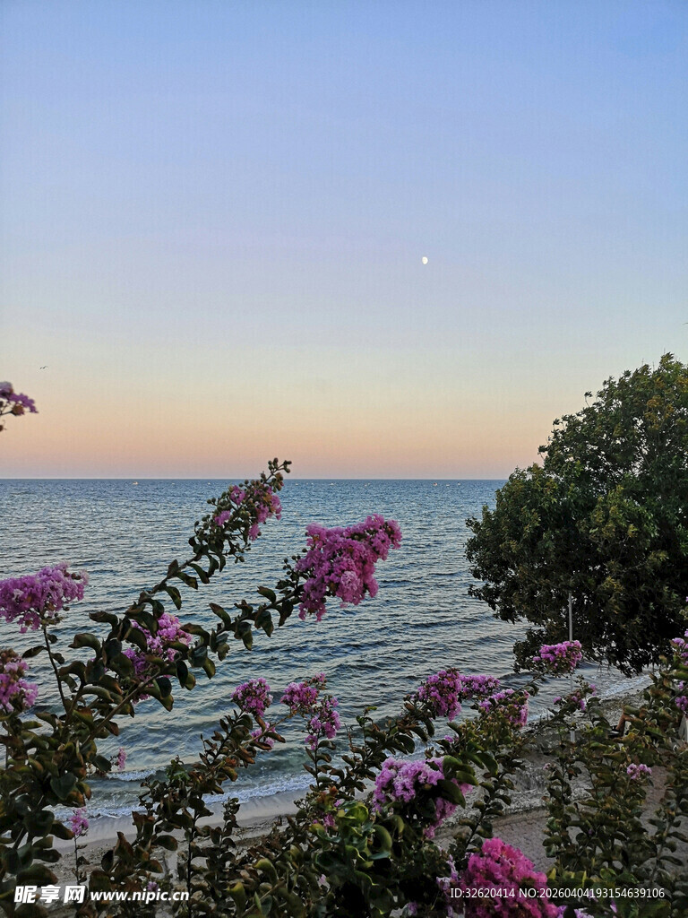 海边烂漫花丛与暮色海景