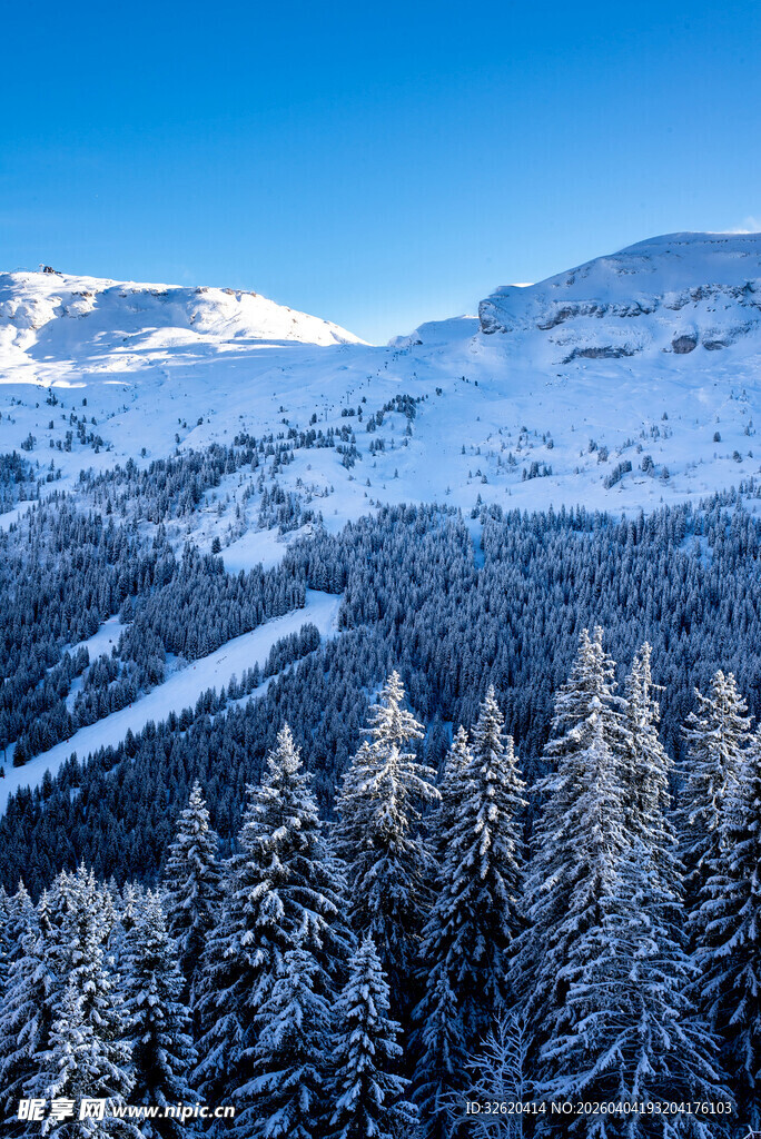 冬日雪山松林美景