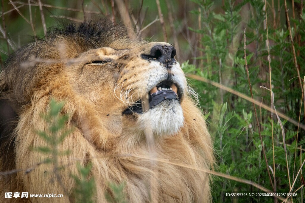 草原雄狮仰头神态特写