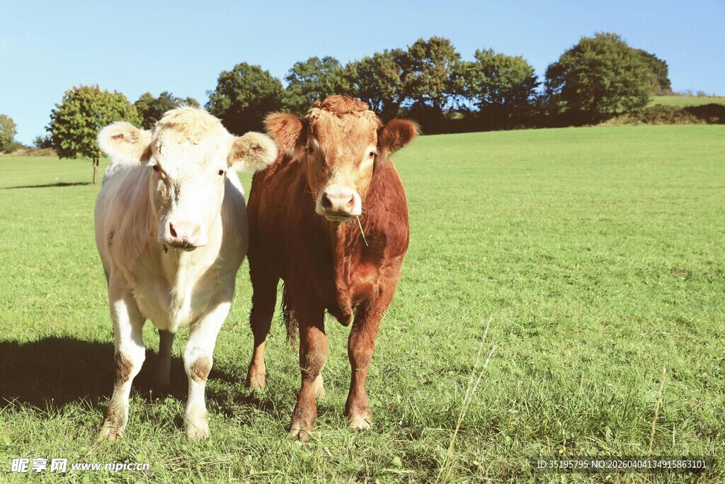 田野中的两头牛