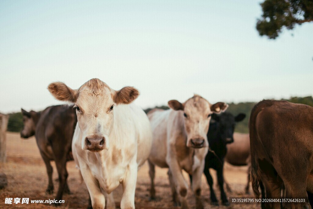田野中的几头站立的牛
