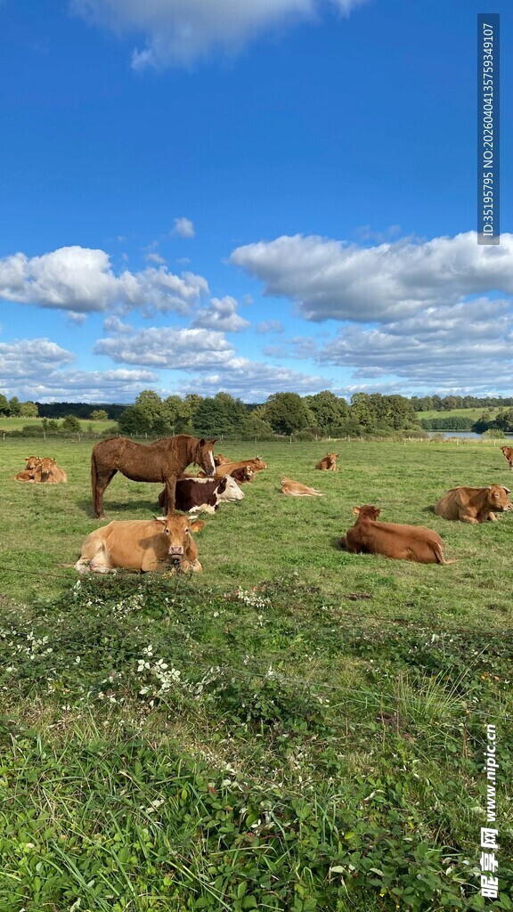 草原上悠闲的牛群