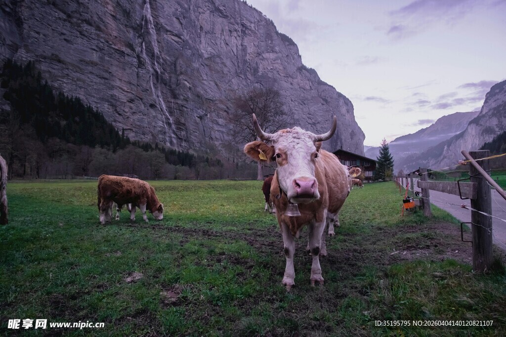 山间草地里的两头牛