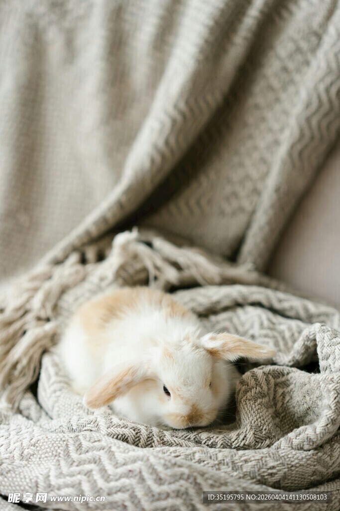 毛毯中安睡的可爱小白狗