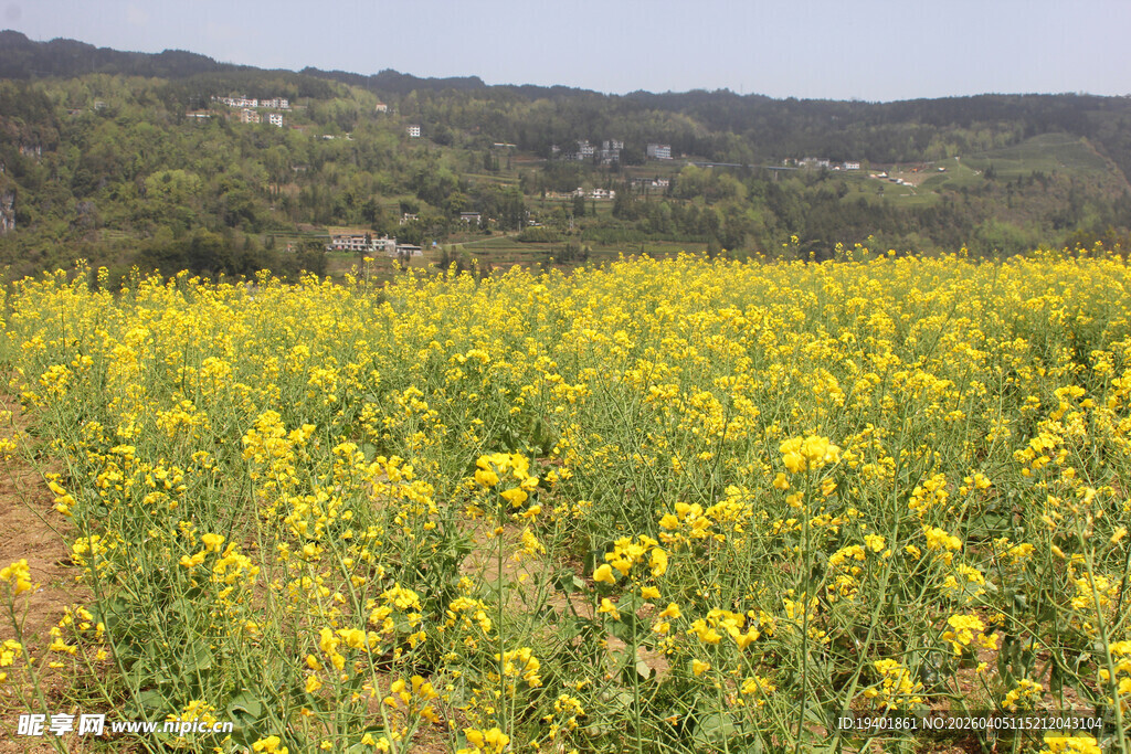 油菜花田  花海  油菜田