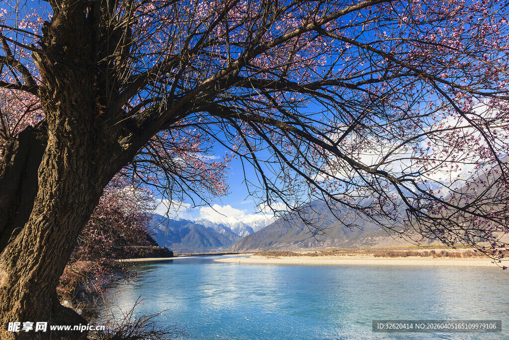 湖畔春树与远处雪山美景