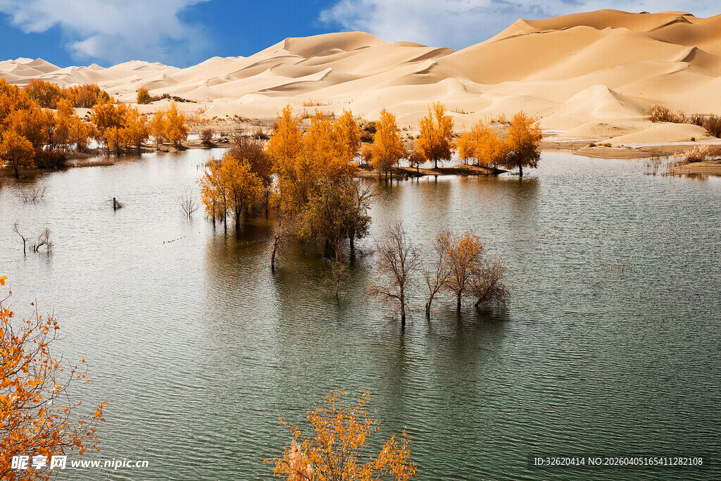 沙漠湖泊边的金黄胡杨林