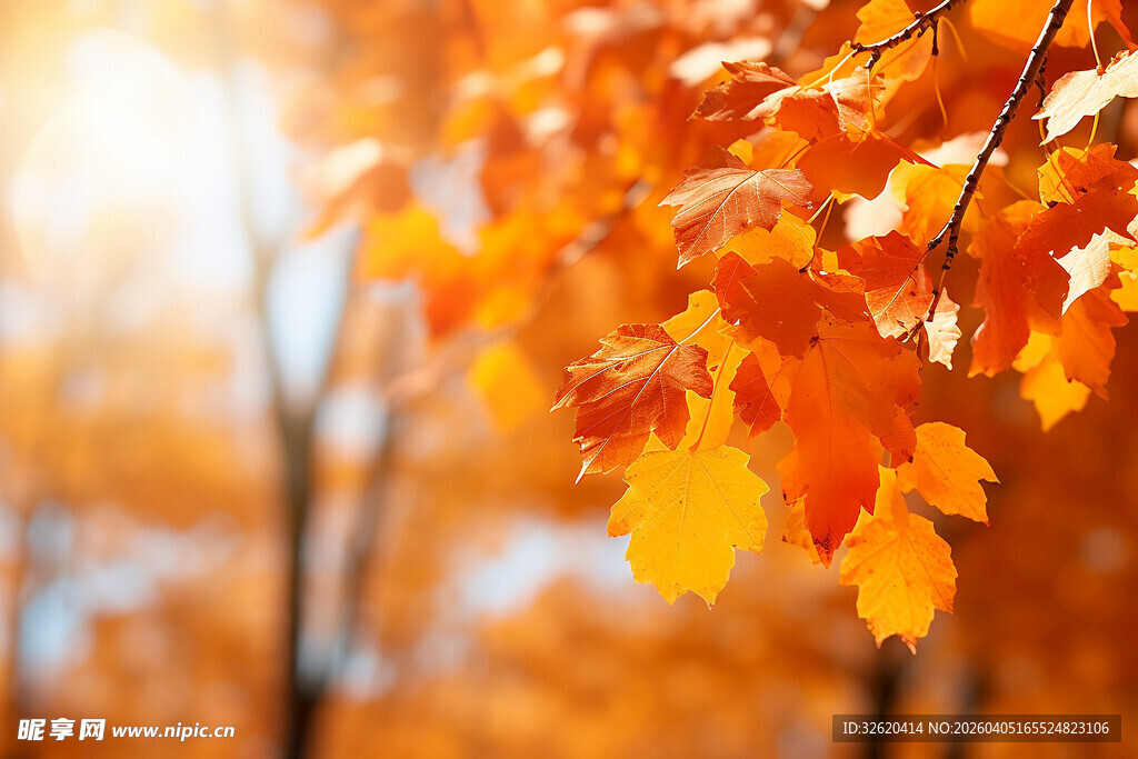 秋日阳光下的金黄枫叶
