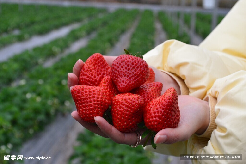 手捧新鲜诱人的草莓