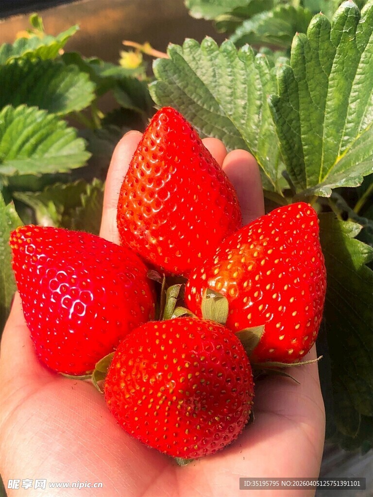 手捧新鲜诱人的红草莓
