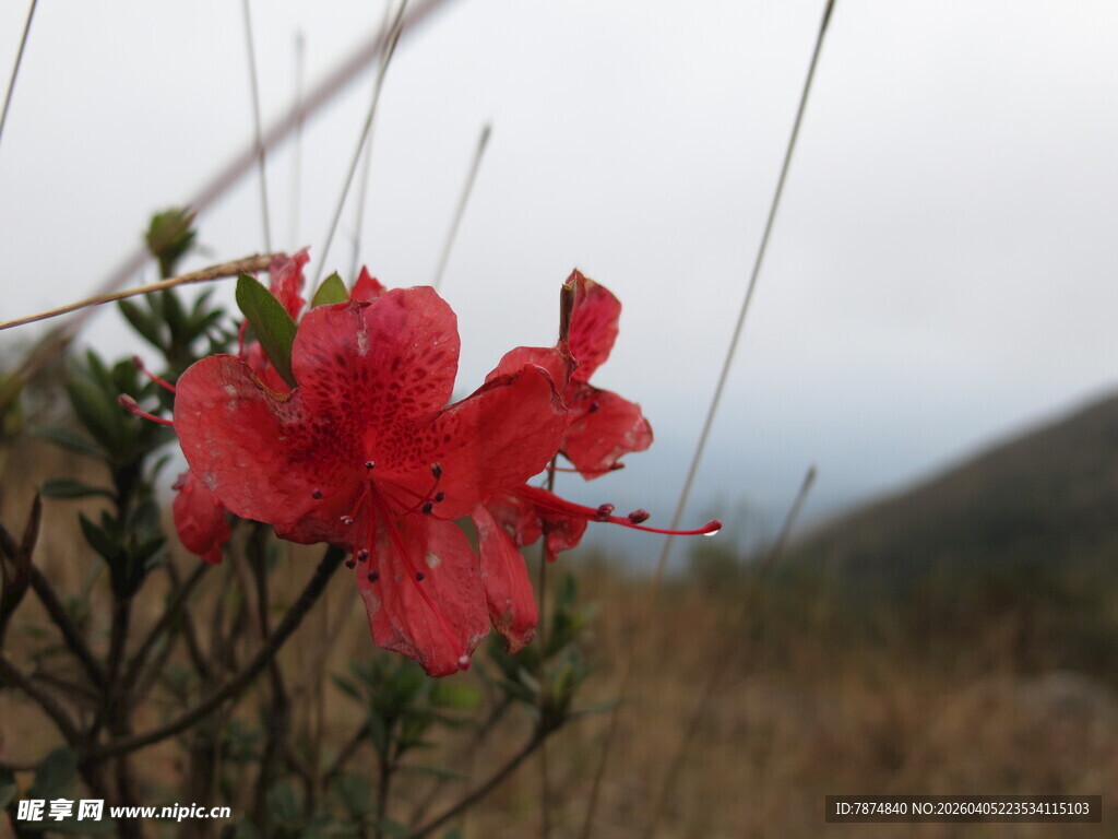 山间艳丽红杜鹃