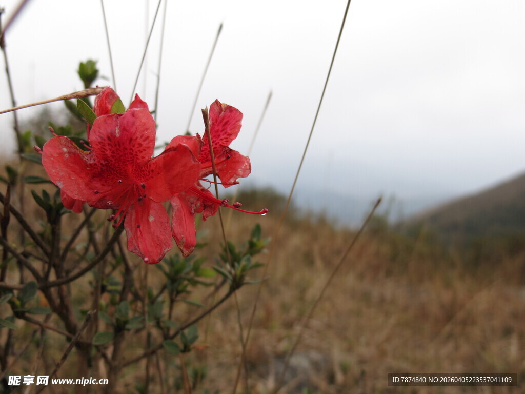 野外绽放的艳丽红杜鹃