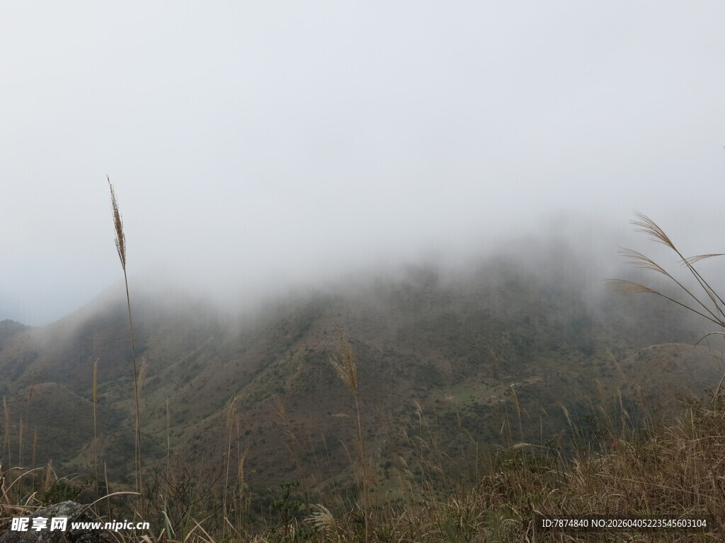 山间迷雾中的植被景观