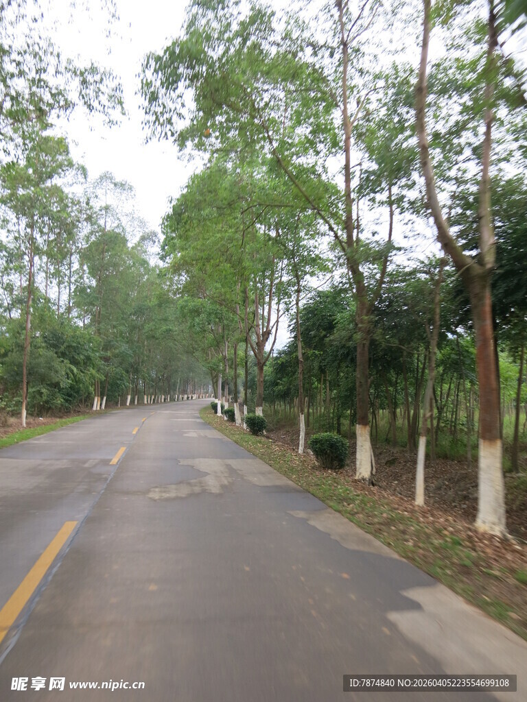 林间静谧公路