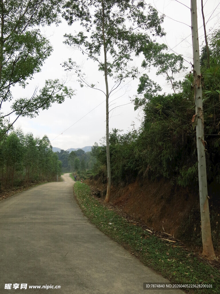 乡间小路 绿树相伴