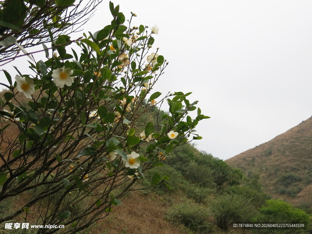 山间绽放的清新白色小花