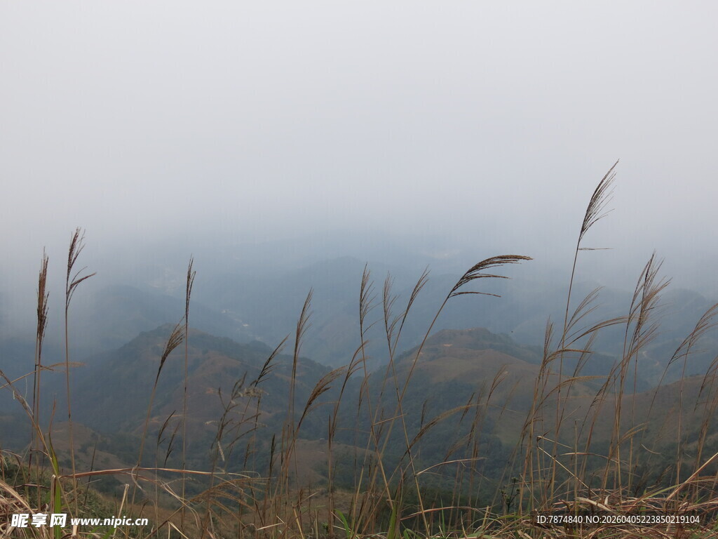 雾中摇曳的山间芦苇