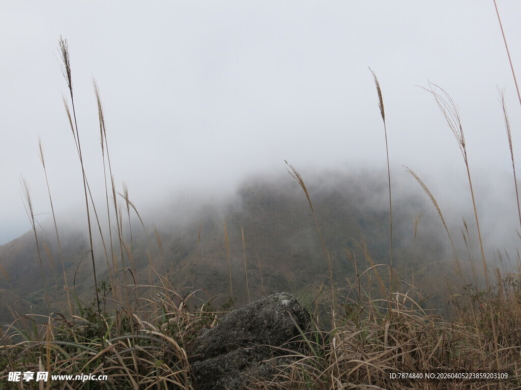 雾中荒野的萧瑟景象