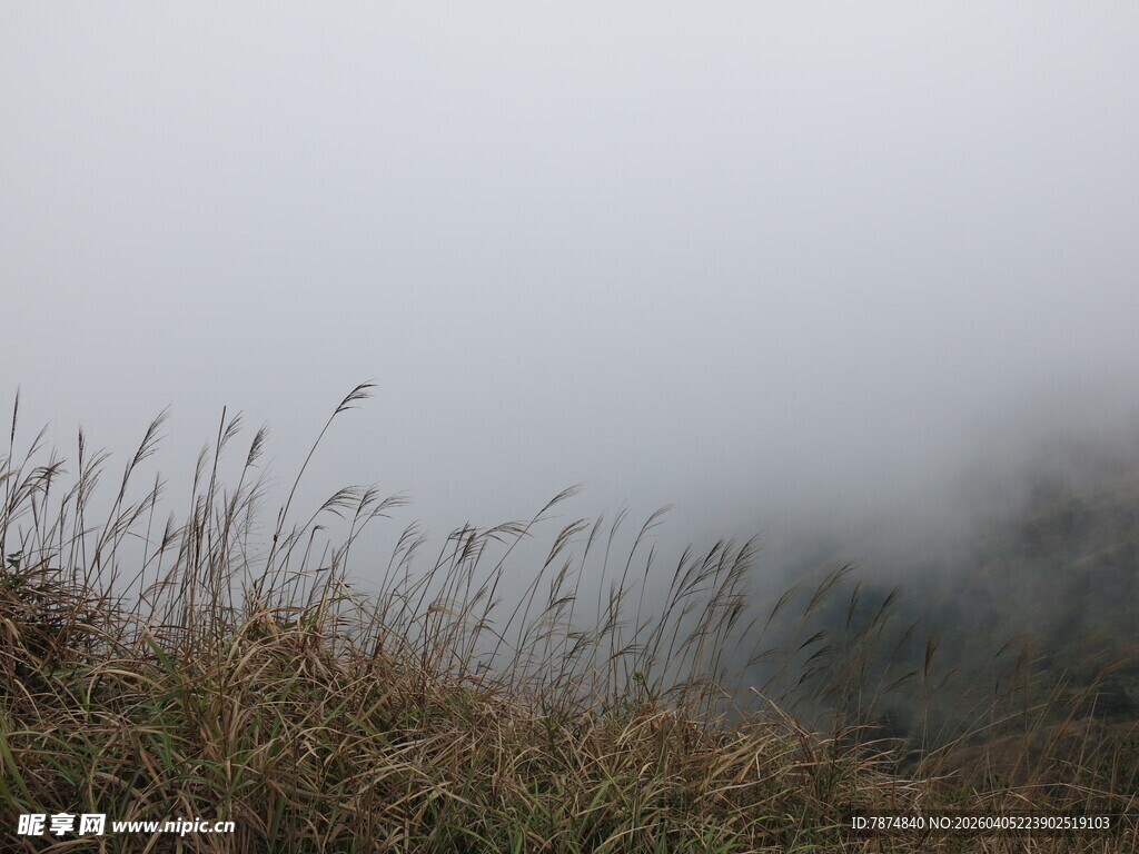 雾中摇曳的草