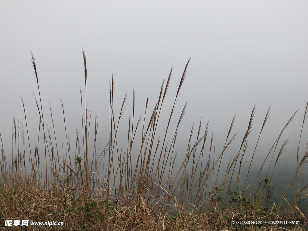 雾中芦苇 朦胧自然之美