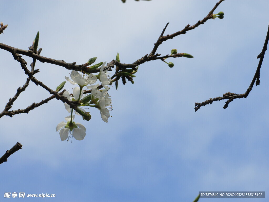 枝头绽放的洁白花朵