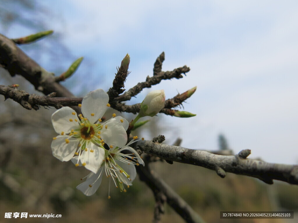 枝头绽放的洁白花朵