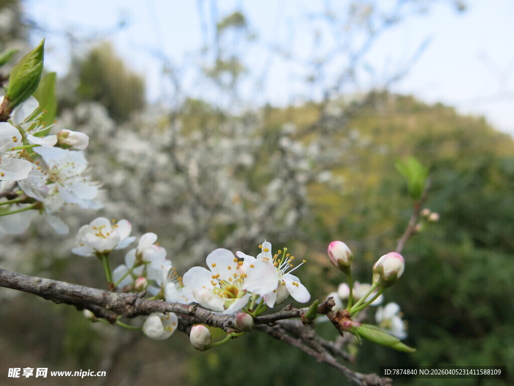 枝头绽放的洁白春花