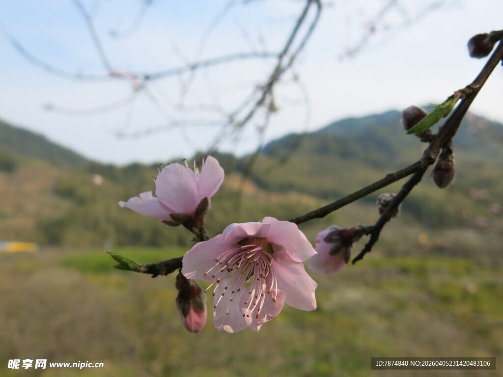 枝头绽放的粉嫩桃花