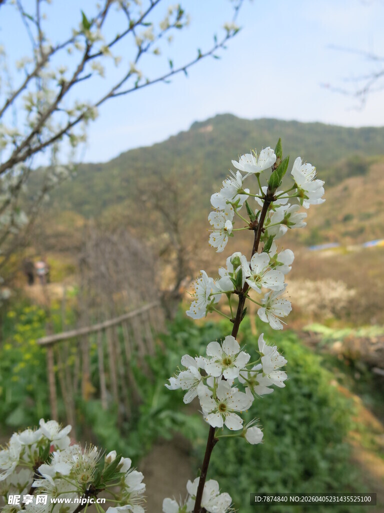 春日繁花 山间烂漫景致