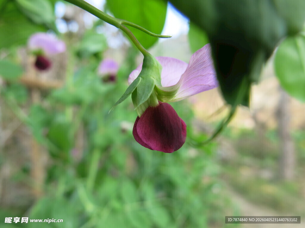 深紫悬铃花特写