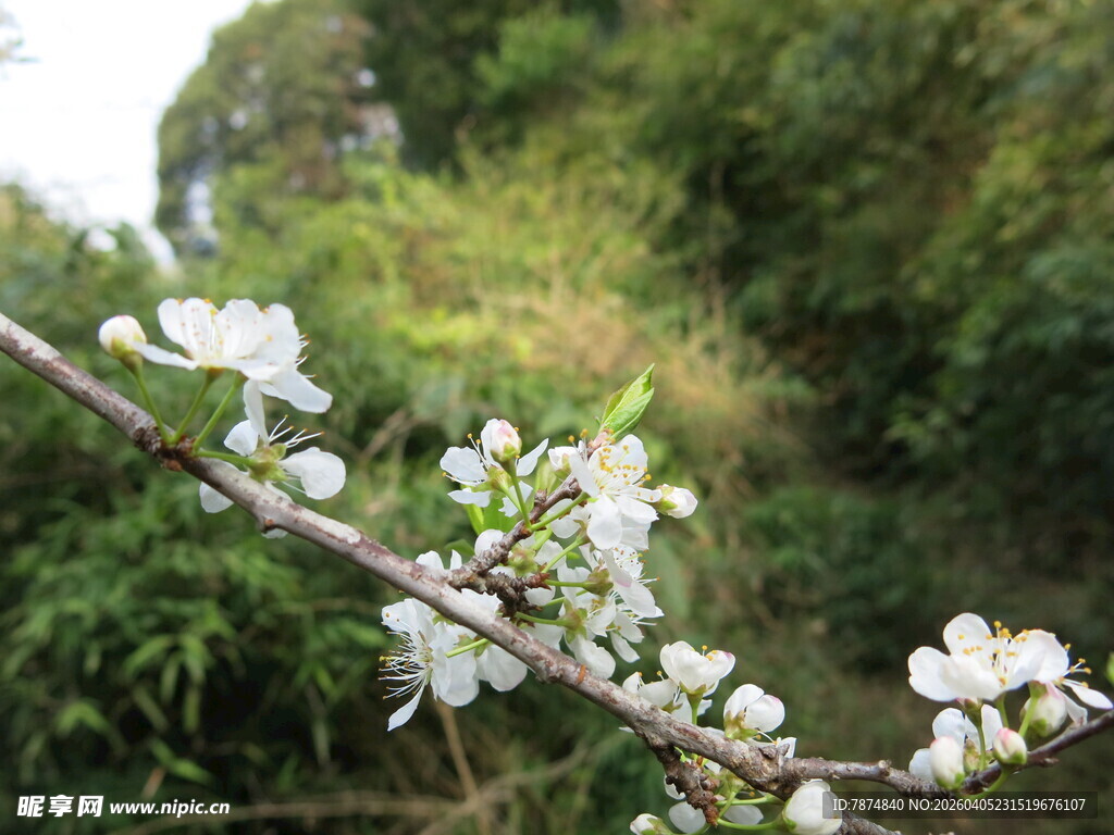 枝头绽放的洁白花朵