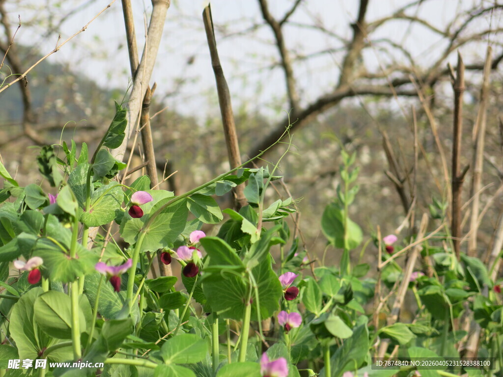 野外生长的紫色花朵植物
