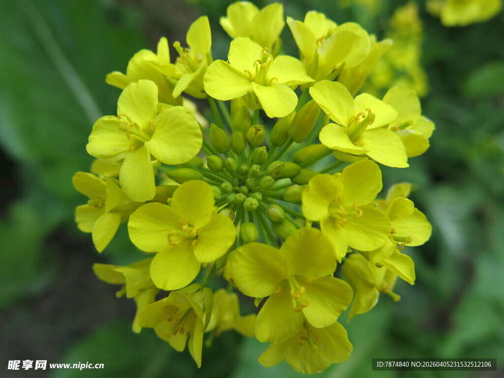 黄色簇拥小花绽放
