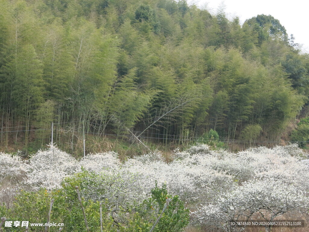 山林间的白色花丛景观
