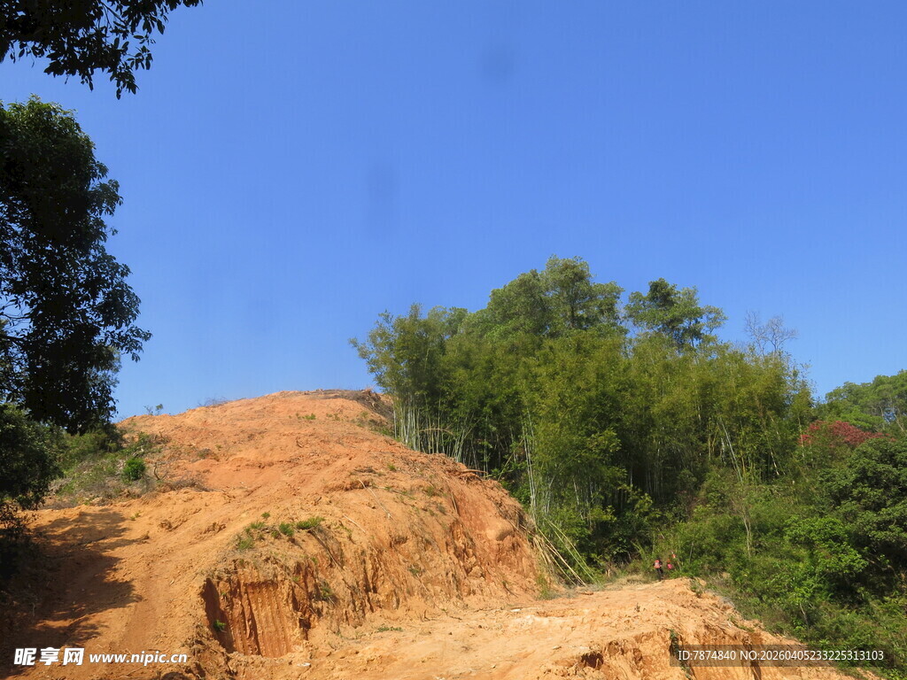 户外土坡旁的葱郁树林