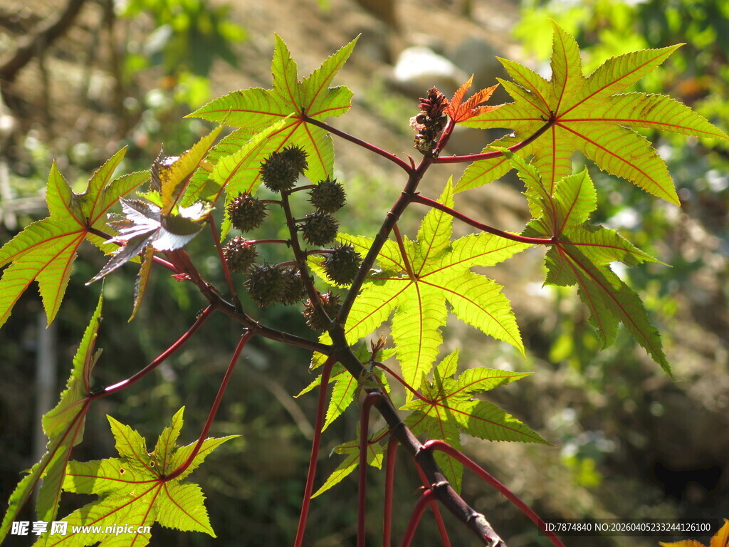 嫩绿枝叶的生机景象
