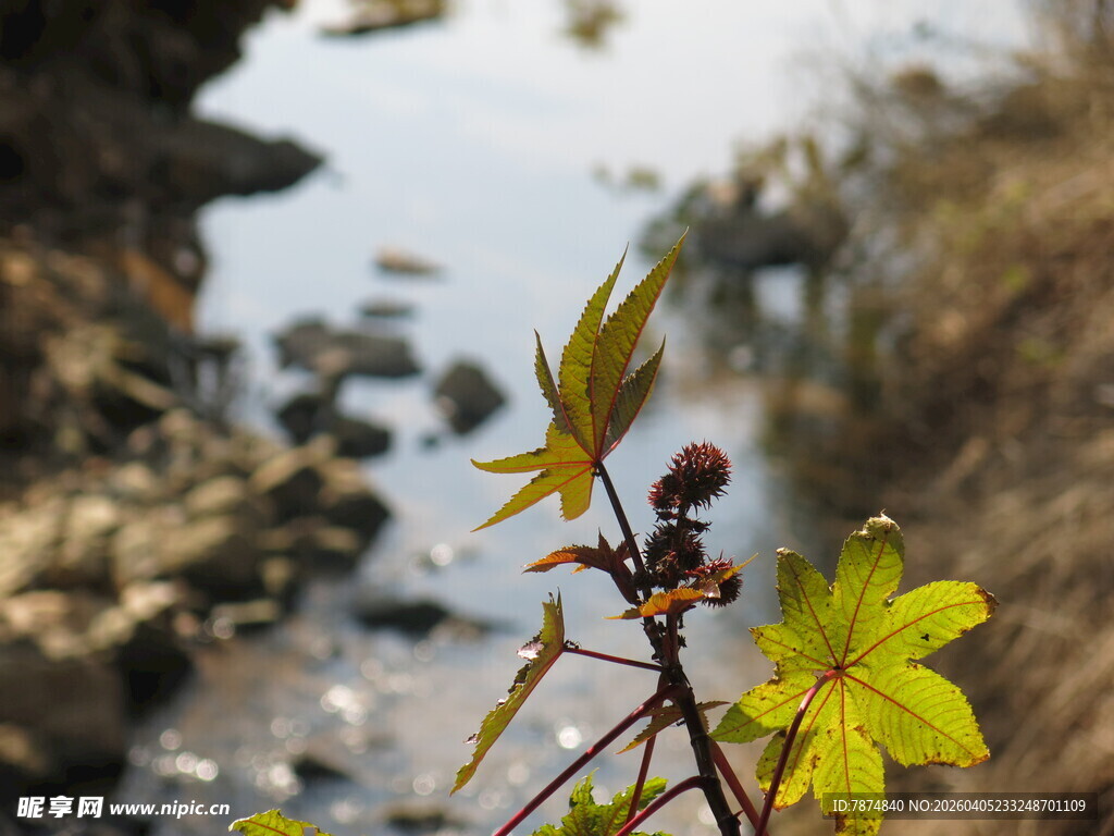 溪边植物特写