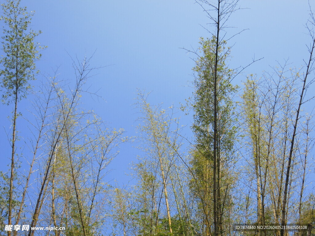 蓝天映衬下的挺拔树木