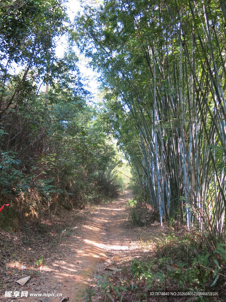 林间小道 绿意盎然的自然路