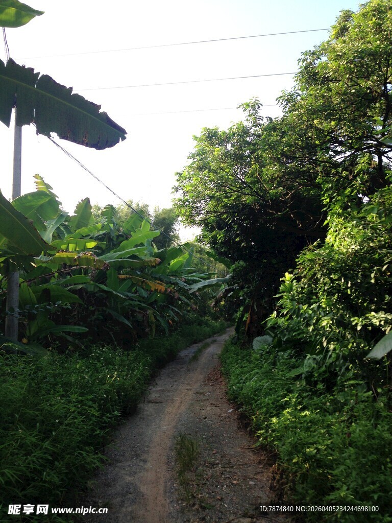 乡间小路 绿意盎然的风景