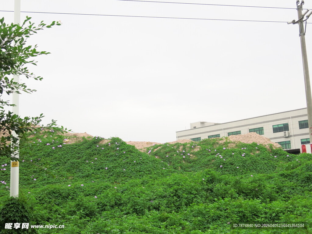 绿意盎然的户外场景