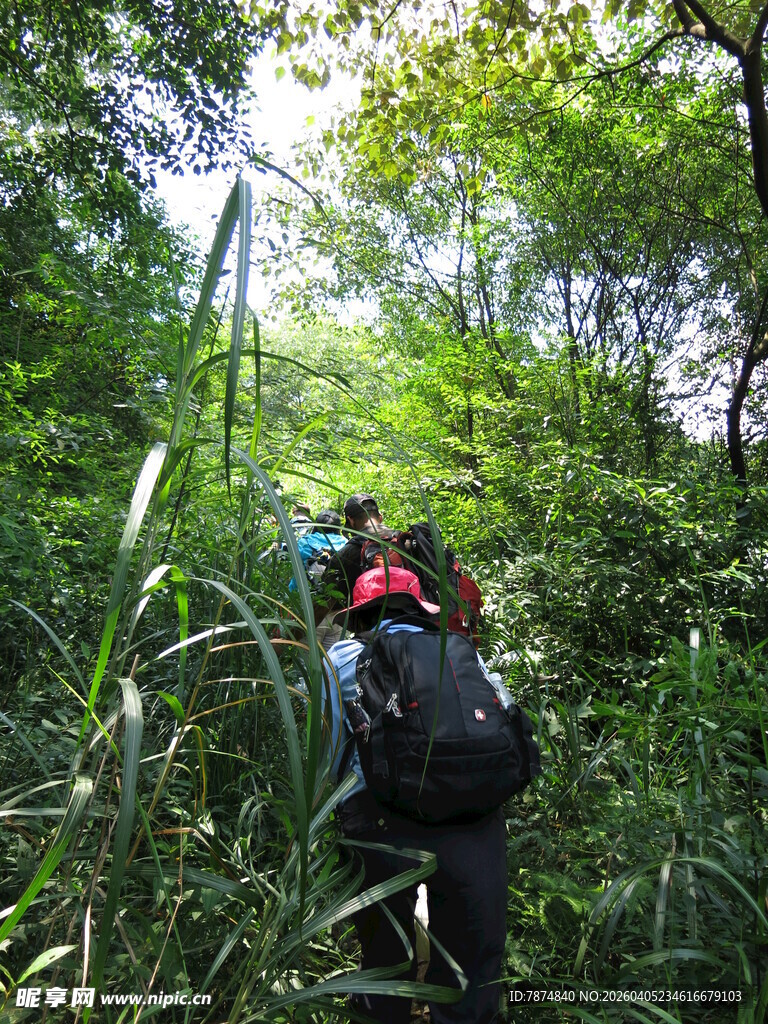 徒步者穿行于茂密丛林间